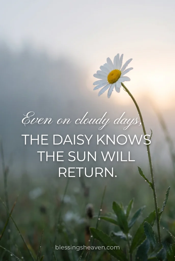 Daisy Quotes for Tough Days and Healing